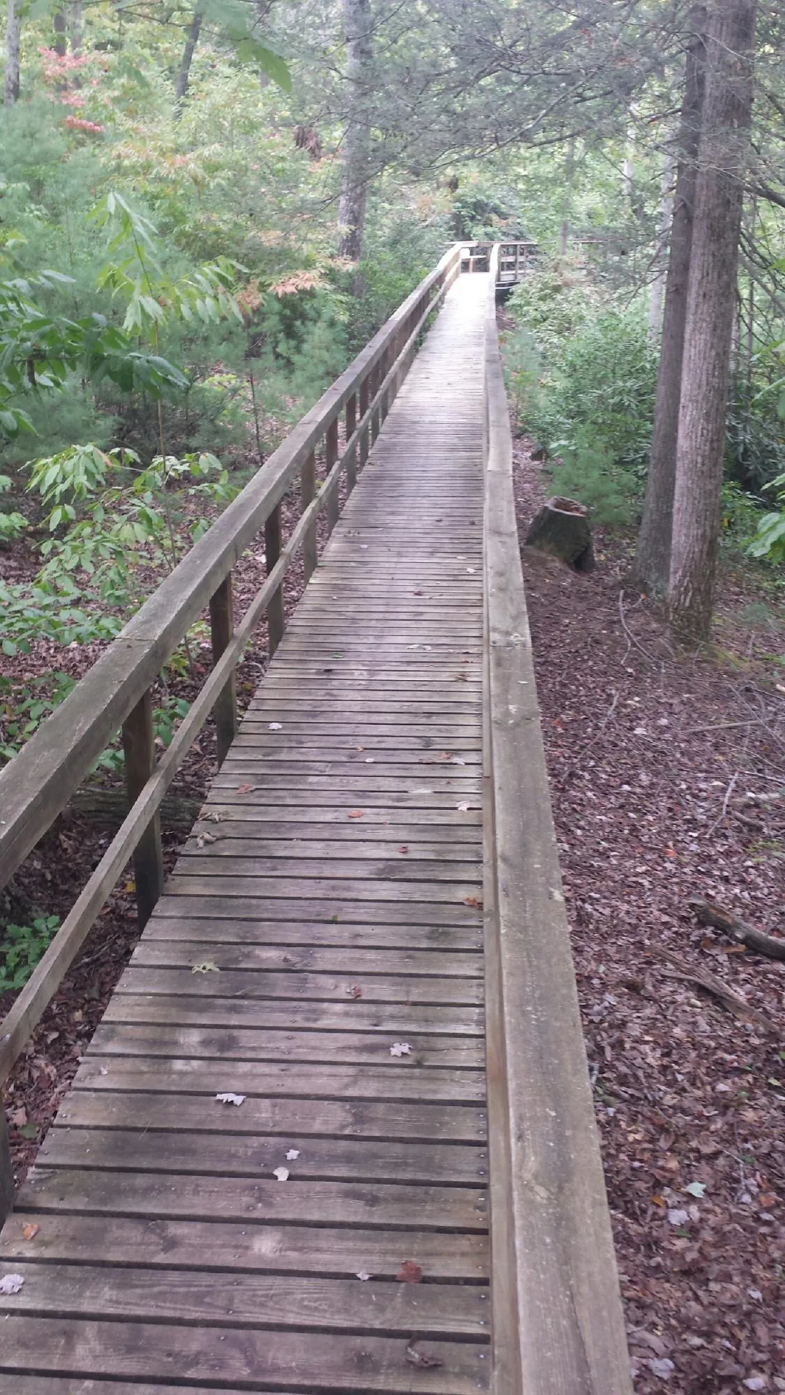 Long wood walkway with handrails built through the woods in Arkadelphia